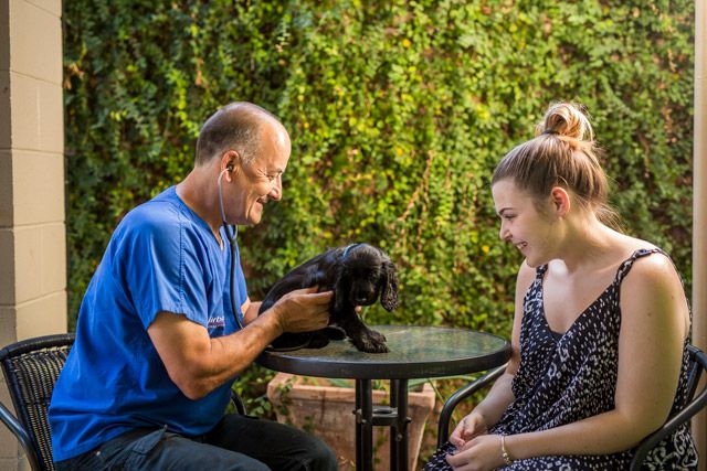Vets in Townsville: Dr Tom Osmond